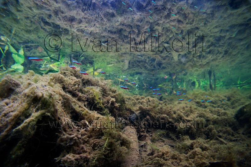 cardinal tetras in the wild